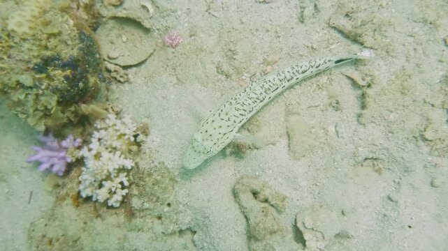 Underwater scene of a Dusky Flathead (Platycephalus fuscus) or related species from Platycephalidae family lying camouflaged on sandy seabed