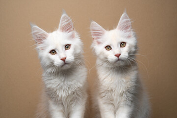 studio portrait of two fluffy white maine coon kittens side by side looking at camera curiously © furryfritz