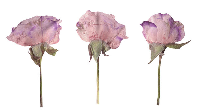 Scrapbook Dried Purple Rose Collection. Vintage Isolated Pressed Cutout Flowers for Collages and journaling. Floral aesthetic elements