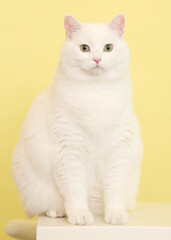 Obraz premium Proud and confident expression of a domestic cat posing