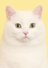 Proud and confident expression of a domestic cat posing