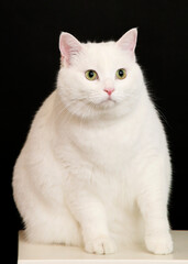 Proud and confident expression of a domestic cat posing