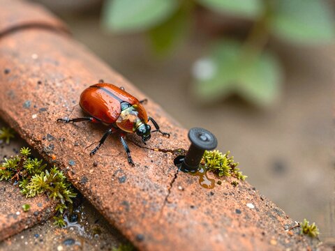 Fire-Colored Beetle on Cracked Roof Tile with Rainwater Spout and Moss