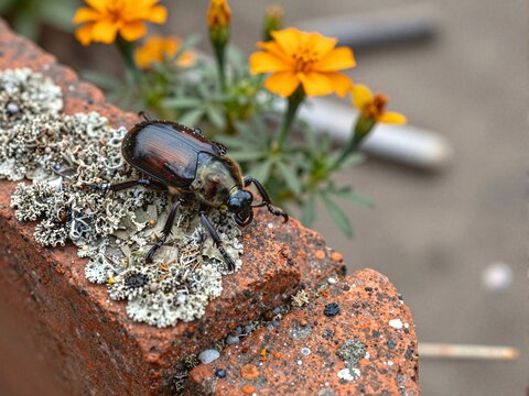 Macro Close-Up of Net-Winged Beetle on Lichen Covered Brick in Repurposed Factory Garden