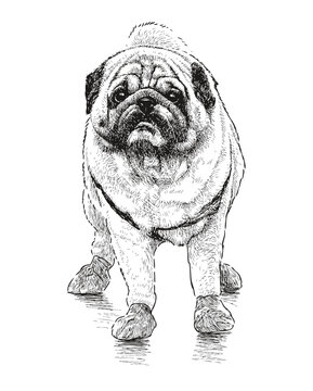 Pug dog for a walk, pet, purebred, realistic sketch, vector hand drawn illlustration isolated on white background