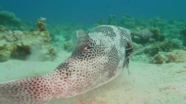 A patterned pufferfish or porcupinefish glides slowly in a vibrant marine environment, showing dark spots and distinctive markings