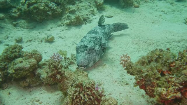 Arothron stellatus or Arothron mappa pufferfish with oval body, prickly skin, and distinctive spots moving through reef waters