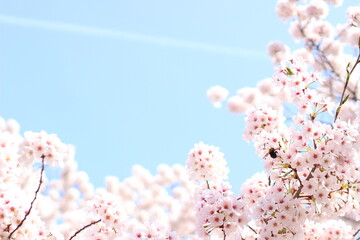 青空と桜と蜂
