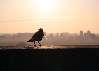 Obraz premium Silhouette of a gray crow on a concrete parapet against the background of a blurred cityscape at dawn. Kyiv, Ukraine.