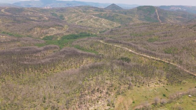 Aerial view of Alexandroupoli forest recovering from devastating fire