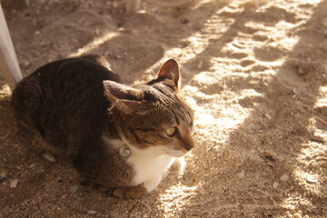 따스한 햇살 아래 부드러운 해변 모래사장 위에서 휴식을 취하는 귀여운 고양이의 평온한 모습
