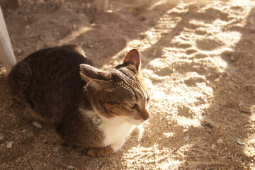 따스한 햇살 아래 부드러운 해변 모래사장 위에서 휴식을 취하는 귀여운 고양이의 평온한 모습
