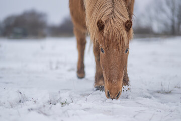 konie © Piotr