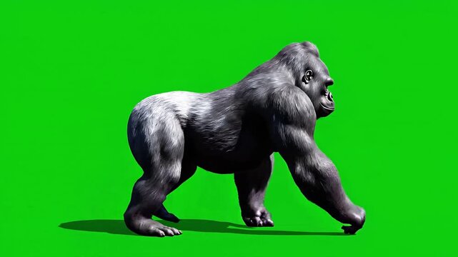 A muscular gorilla standing on all fours with an open mouth on green background