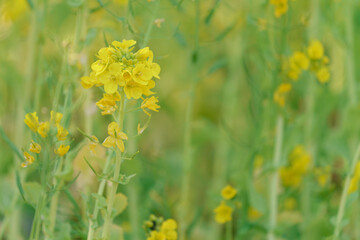 柔らかなボケに包まれた菜の花のアップ