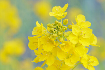 Close up of yellow rapeseed flowers with soft bokeh background
