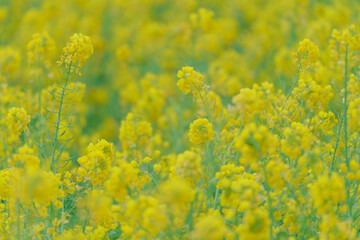 柔らかなボケに包まれた菜の花のアップ
