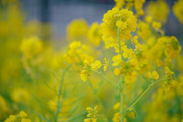 Close up of yellow rapeseed flowers with soft bokeh background