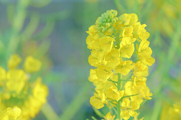 柔らかなボケに包まれた菜の花のアップ