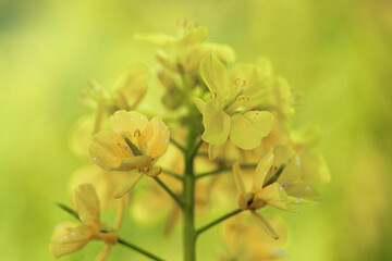 柔らかなボケに包まれた菜の花のアップ
