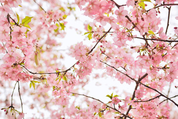 Early pink kawazu sakura cherry blossoms