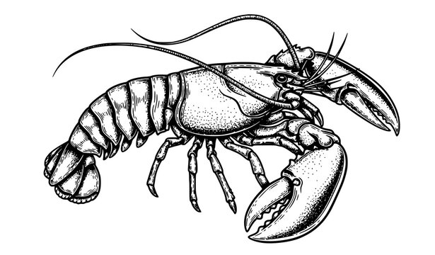Artistic Hand Drawn Lobster Omar Cancer Vector Engraving Marine Animal Illustration Isolated on White
