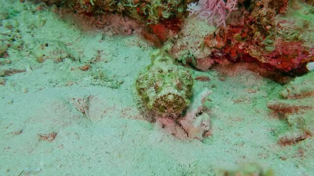 Scorpaenopsis diabolus, also called false stonefish, blending perfectly with reef rocks and sand to ambush prey