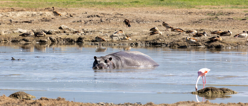 Flusspferd und Flamingo in Afrika