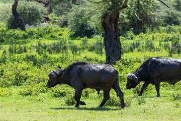 Zwei Kaffernbüffel im Ngorongoro Krater in Afrika © Tilo Grellmann