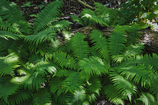 Abstract texture of fresh green fern leaves in nature