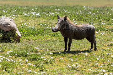 Warzenschwein im Ngorongoro Krater in Tansania © Tilo Grellmann