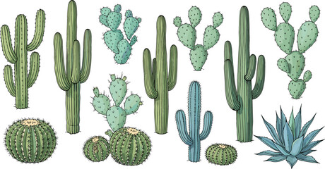 Desert Cactus Collection with Saguaro, Prickly Pear, Barrel Cactus and Agave Hand Drawn Botanical Vector Illustration Set © Sanjida