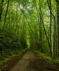 Obraz premium Tall Tunnel of Trees Along Hazel Creek Trail In Great Smoky Mountains