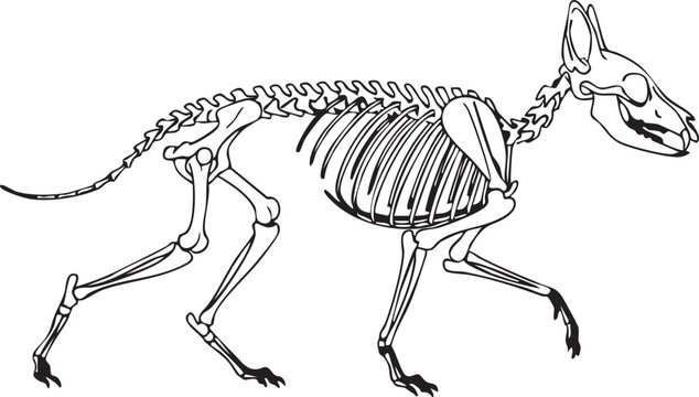 Canine skeleton in a walking stance, a precise scientific illustration showcasing fox or dog anatomy for veterinary and biological study.