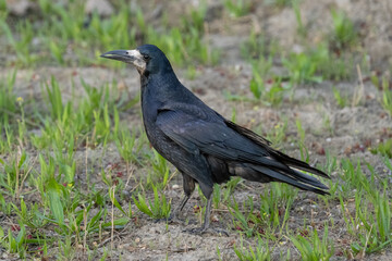 Obraz premium Close-up of a Rook (Corvus frugilegus) on the ground.