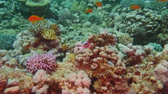Beautiful Pseudanthias squamipinnis swimming gracefully over colorful coral colonies in a thriving tropical reef ecosystem