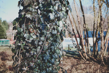 bluszcz  © Marcin Łazarczyk