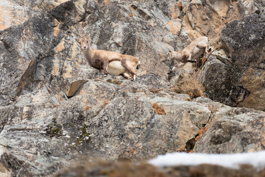 Bharal blue sheep moving on rocky mountain terrain