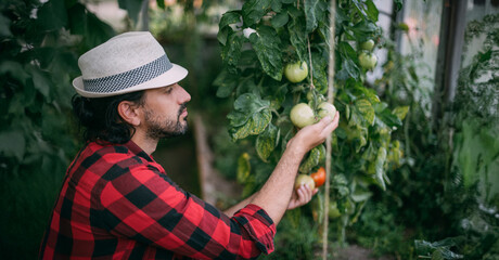 A young man in work clothes is working with a pruner in a greenhouse with tomatoes and cucumbers.