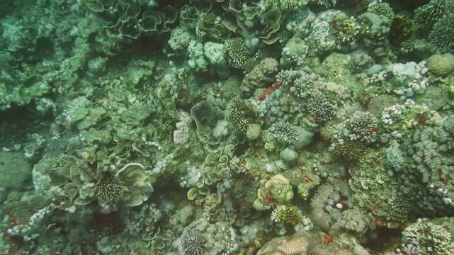 Vividly colored reef fish glides above corals in a thriving tropical marine ecosystem
