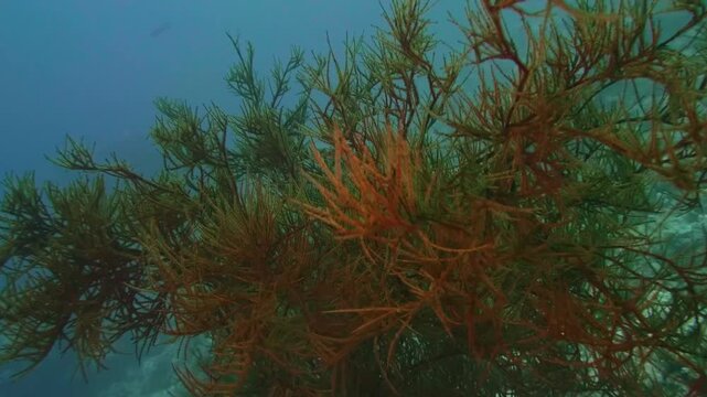 Delicate coral or Sargassum horneri algae moving with ocean flow in a biodiverse tropical marine habitat
