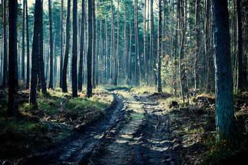 leśna droga,las © Marcin Łazarczyk