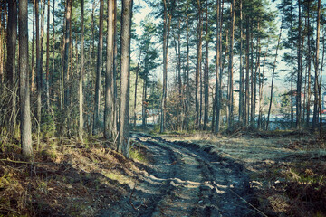 leśna droga,las © Marcin Łazarczyk