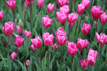Obraz premium Vibrant Pink Tulips in Full Blossom, Abundance of Pink Tulips in Bloom