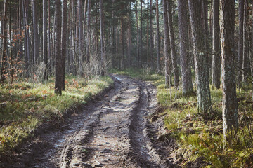 leśna droga,las © Marcin Łazarczyk