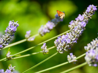 Beautiful background image featuring a swallowtail butterfly (Papilio machaon) and blooming lavender. Taken in Musio, a district of Tremosine.