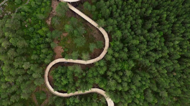 Hamaren Activity Park aerial top view with curved Treetop Walk. Green pine trees traveling, architecture design and beauty in nature concept. Summer landscape in Fyresdal, Norway, Europe. 4K