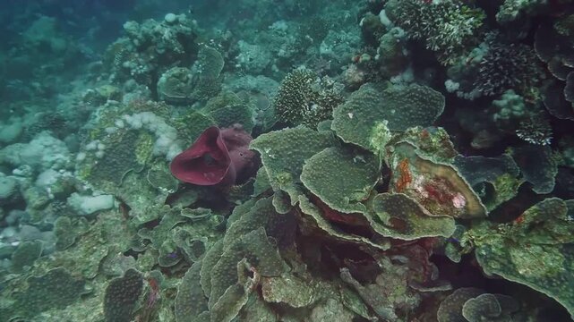Montipora capricornis and other coral species form a thriving tropical reef ecosystem