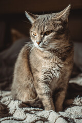 Obraz premium Elegant Cat Portrait, Elegant Cat Portrait,Whiskers and Paws, Graceful Cat Pose, The Eyes Have It, Inquisitive Kitty, Sleek and Sophisticated, Regal Cat Portrait, black background, Elegant and Enchant