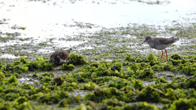 Redshank walking across seaweed covered shore. High quality 4k footage